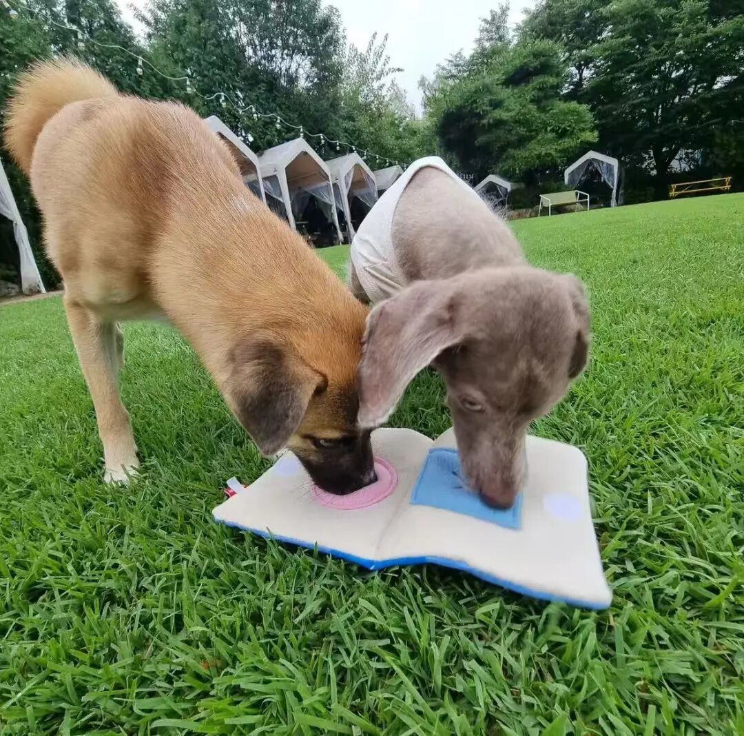 高高和同学一起“看书”。(图/受访者供图)