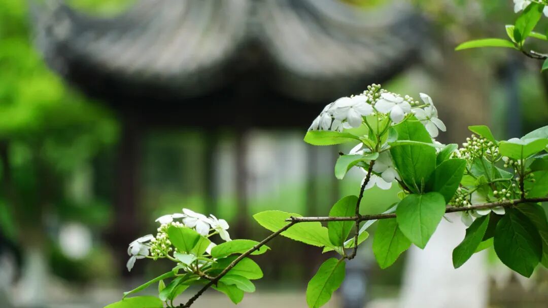 摄图网_507734061_江南园林亭林园春日风光（企业商用）.jpg