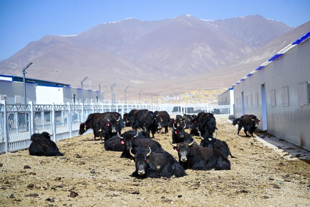 这是2025年4月2日在青海省玉树藏族自治州玉树市牦牛标准化养殖综合示范基地内拍摄的牦牛。新华社记者 张龙 摄