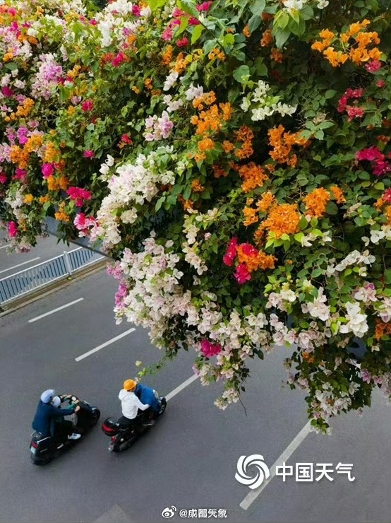 #被一株三角梅燃到了# 三角梅盛放的场景真是又美又壮观，隔着屏幕都是