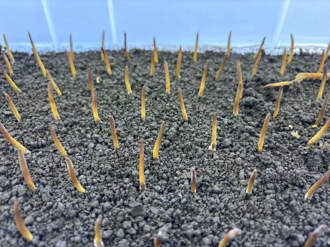 东阳光繁育的冬虫夏草 图源：三峡新闻