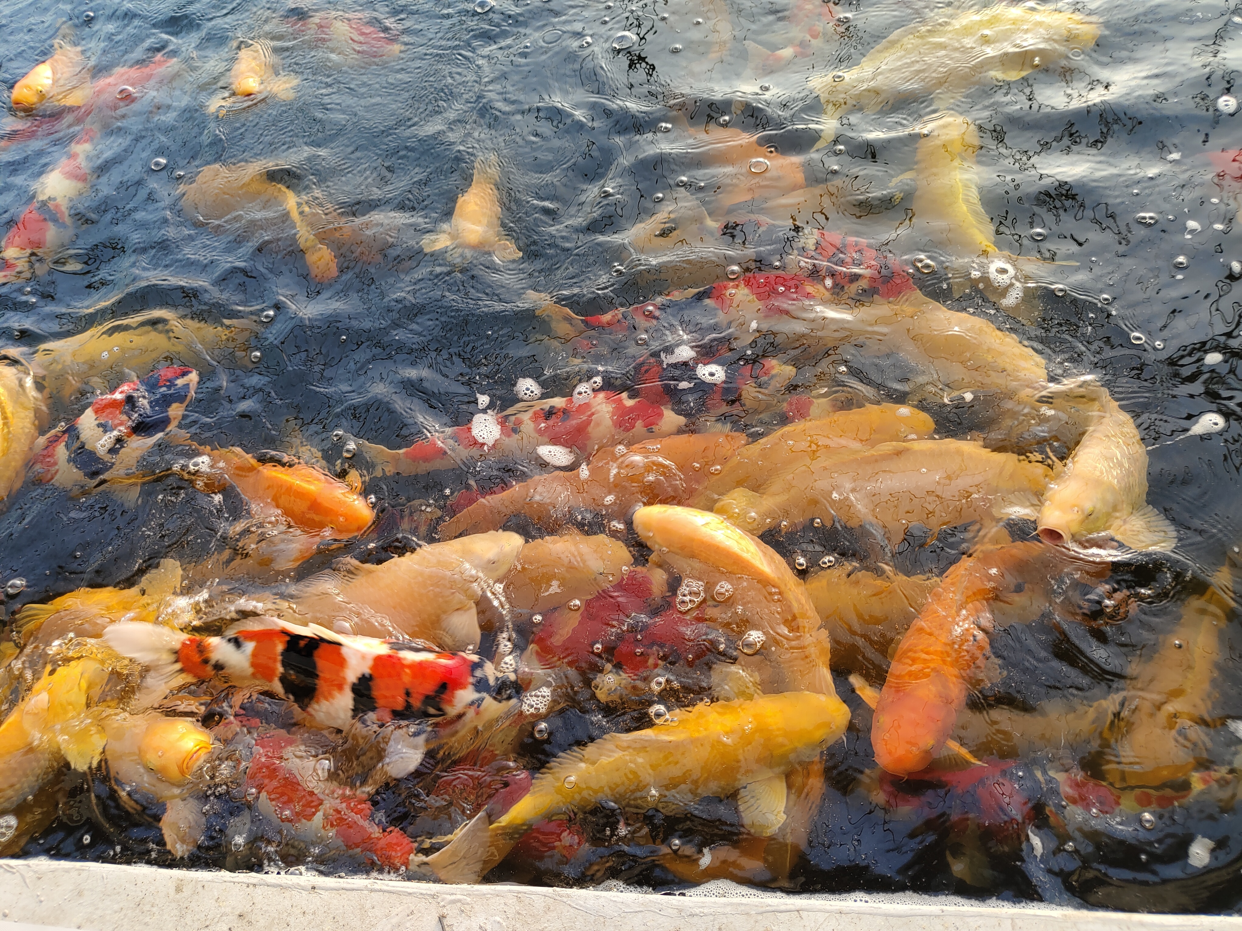 鲁家村养殖的锦鲤。农民日报全媒体记者 于险峰 摄