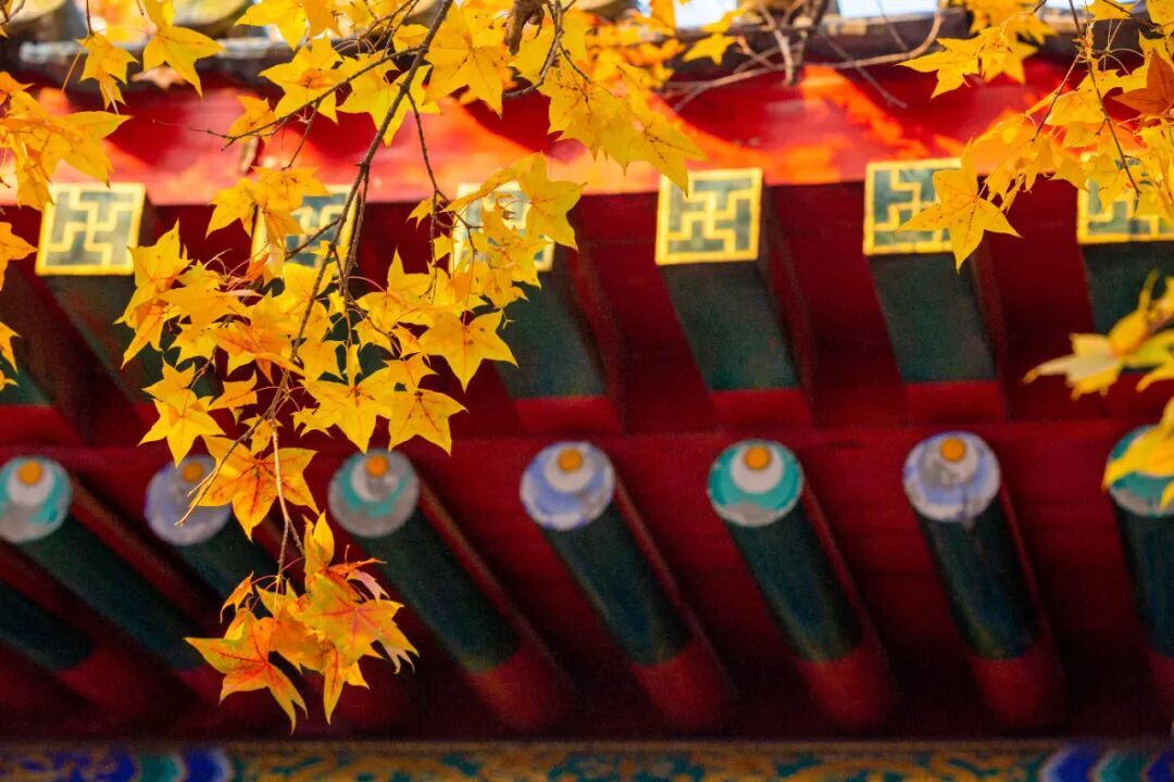 摄图网_504647931_秋天的北京香山公园_(企业商用).jpg
