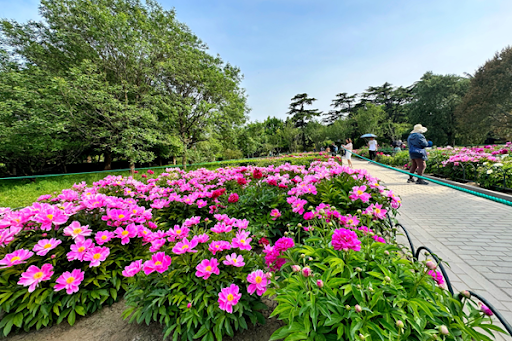 天坛“私藏”的绝好意思花海，芍药月季点“靓”初夏