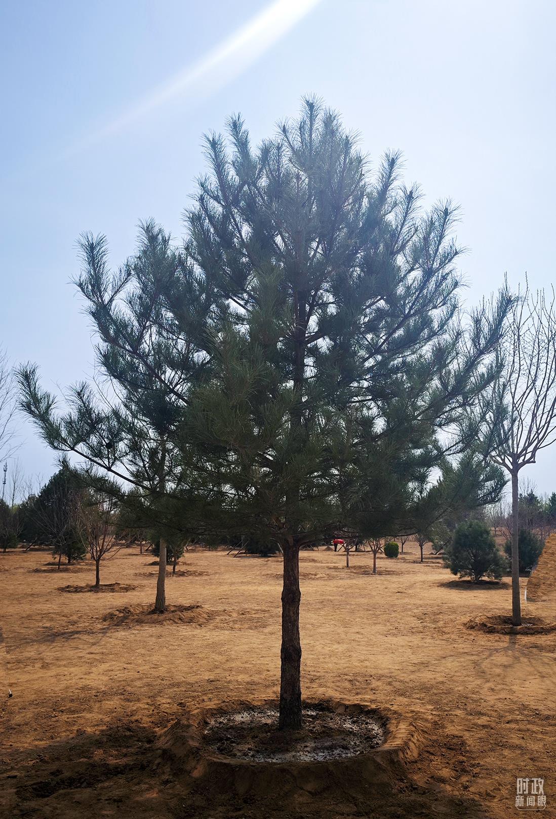 △习近平总书记种下的油松树苗。（总台央视记者姚瑶拍摄）