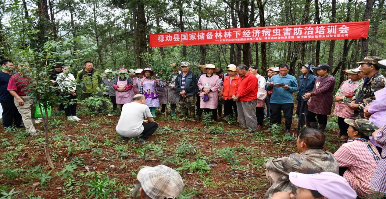 图片10-1 云南省技术推广总站专家到禄劝基地开展实地培训