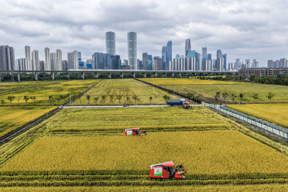 2025年10月21日,在浙江杭州萧山区,收割机在稻田里收割水稻,远处高铁列车飞驰而过(无人机照片)。新华社记者徐昱摄
