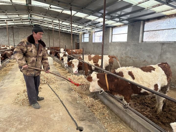 甘肃省积石山保安族东乡族撒拉族自治县石塬镇石塬村村民石将和在自家牛圈中喂牛（2026年1月27日摄）。新华每日电讯记者张文静摄