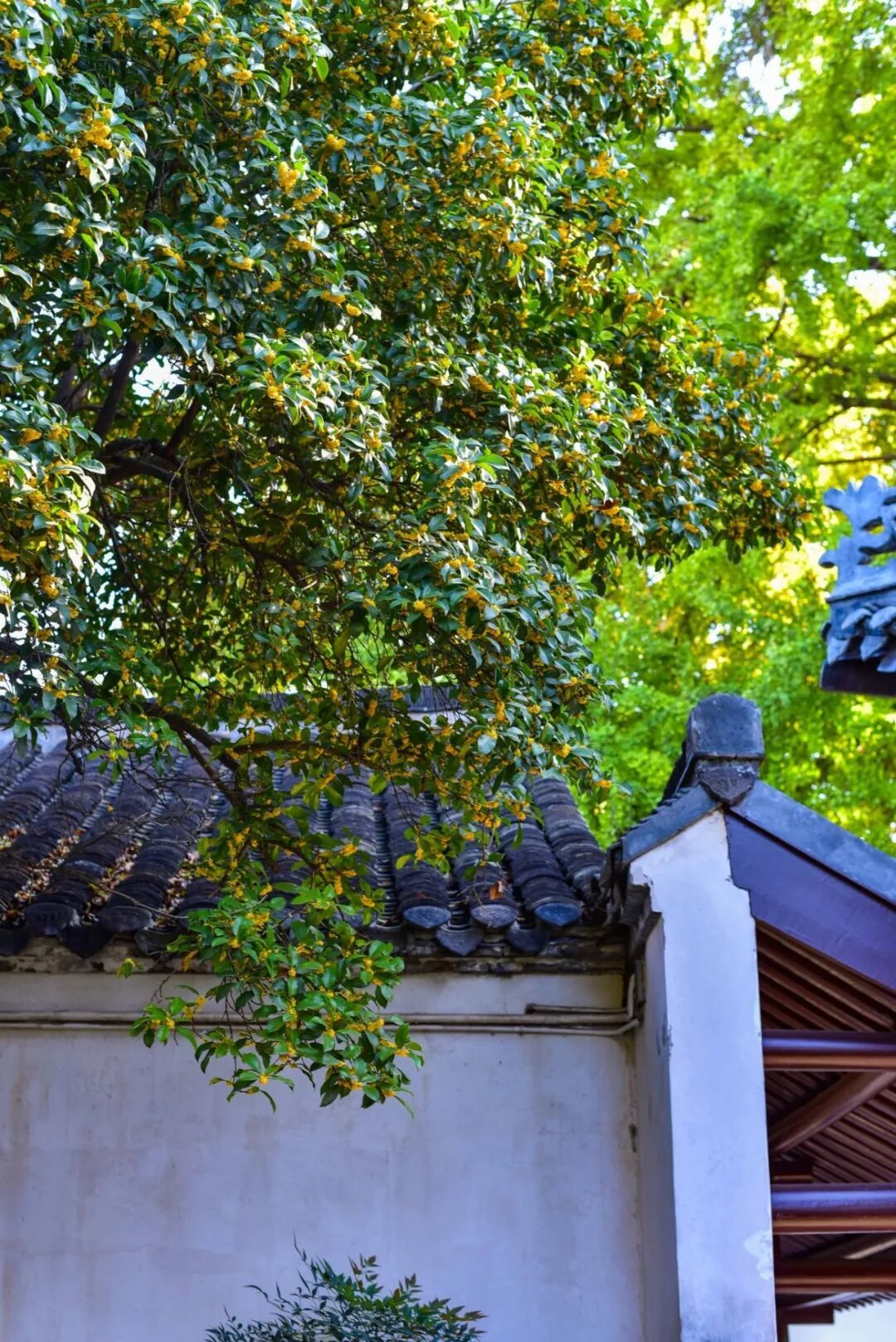 史公祠桂花盛开 刘江瑞 摄 (12).JPG
