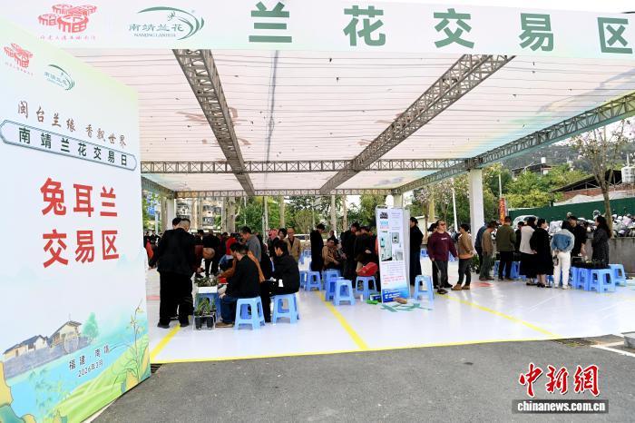3月18日,南靖兰花首次交易日在福建省漳州市南靖兰花产业示范园举行。图为兔耳兰交易区。中新网记者 张金川 摄