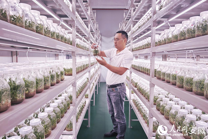组培室里，工作人员检查组培瓶里种植的霍山石斛幼苗。人民网记者 周坤摄