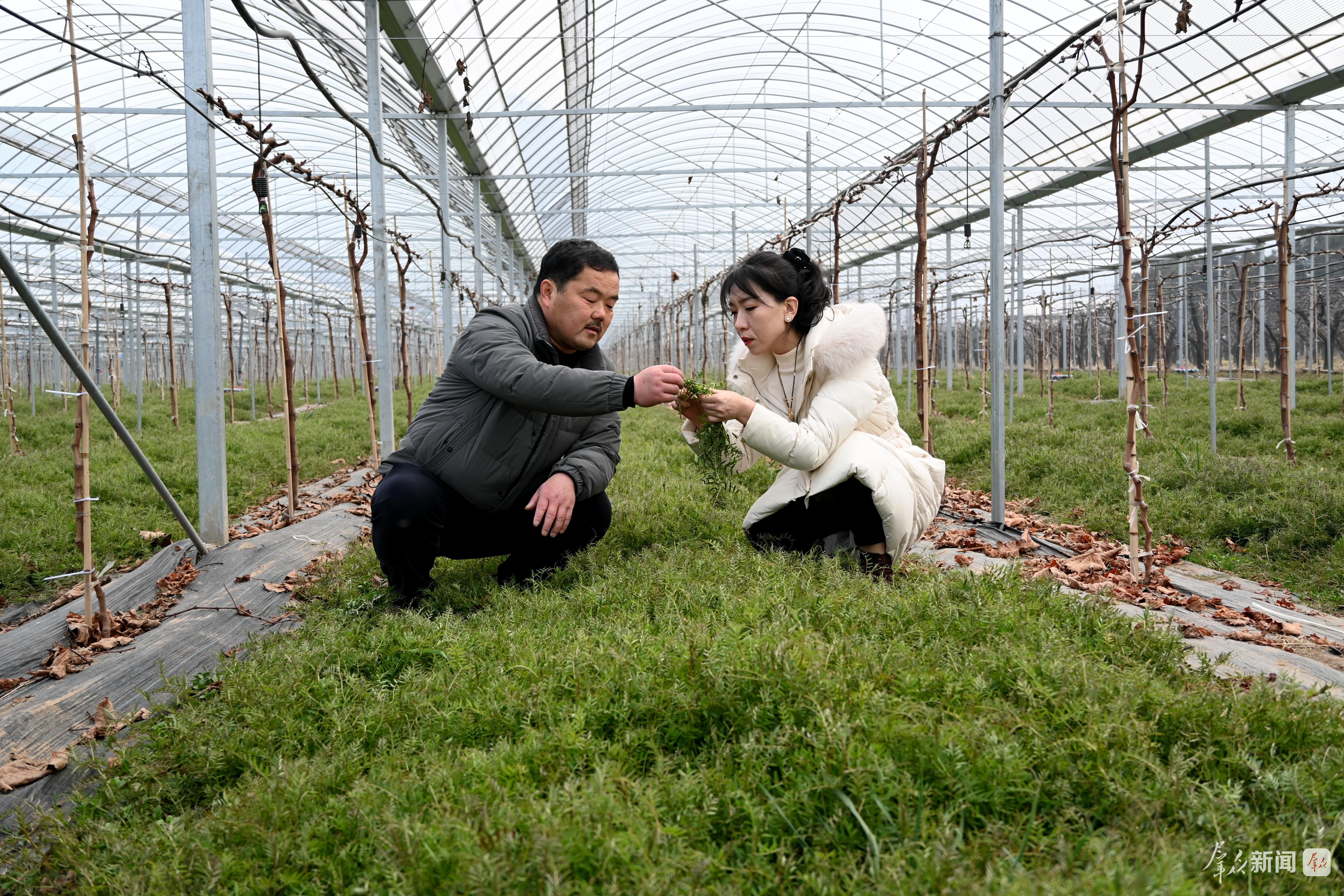 2月10日,在西安毅朝种养殖业专业合作社,西安市农业技术推广中心技术人员(右一)向种植户讲解果树行间种植绿肥作物的益处(资料照片)。