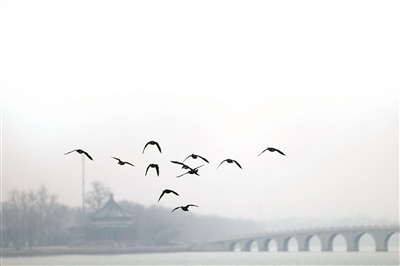 3月初,大批越冬候鸟流连于颐和园昆明湖