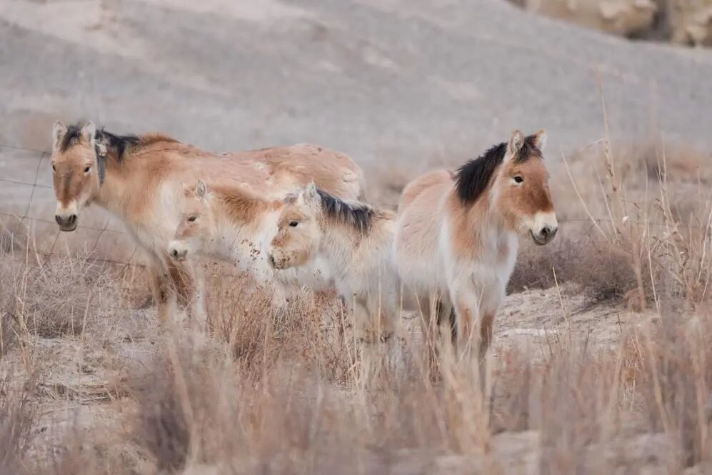 这是在甘肃敦煌西湖国家级自然保护区内拍摄的普氏野马和小马驹　新华社记者　郎兵兵　摄