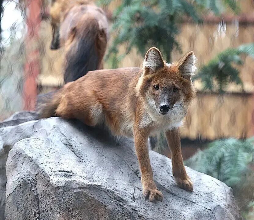 园内展出的豺 图/受访者提供