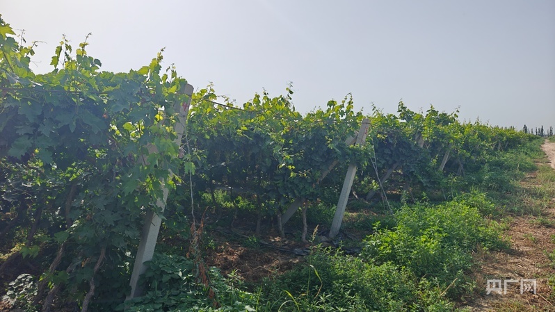 葡萄基地，绿意盎然 （央广网记者 郭璁悦 摄）