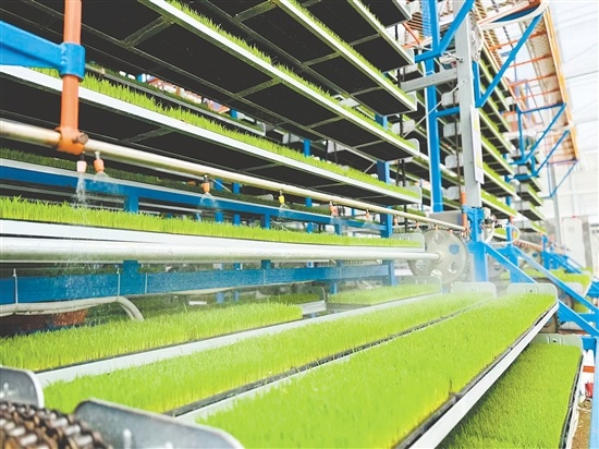 台山市建成18个水稻育秧中心。