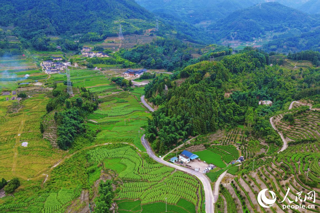 赤溪茶山。人民网记者 李唯一摄