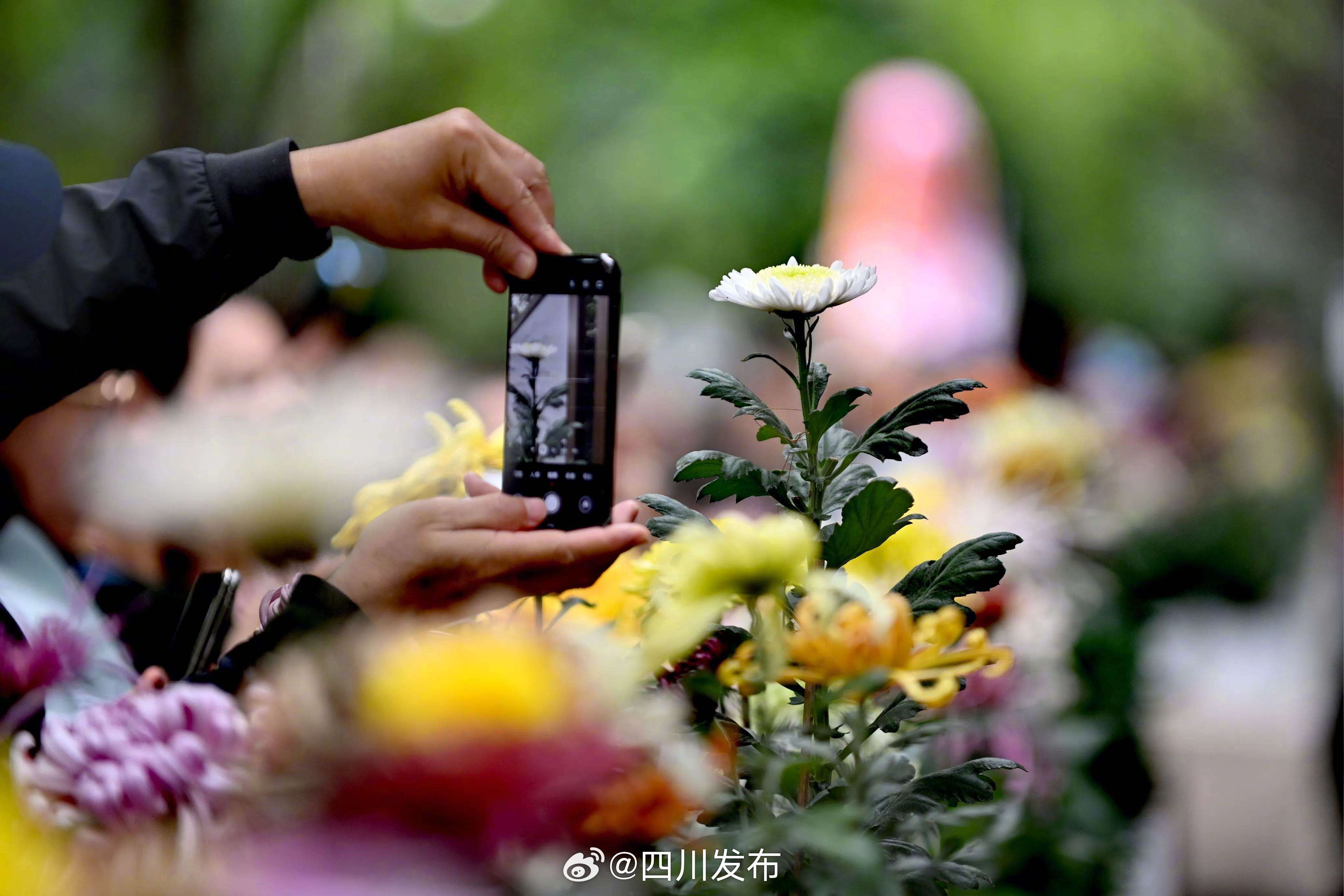【成都人民公园菊花赏花活动开幕[我来了]】近日，成都市人民公园第64