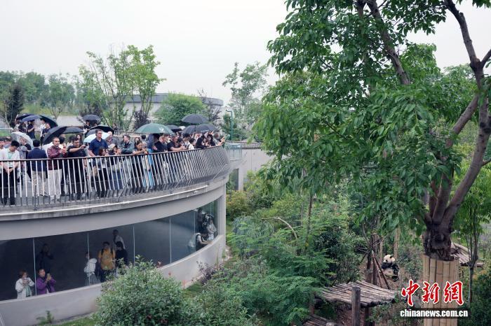 15日，多国城市代表、国际组织代表走进成都大熊猫繁育研究基地。图为代表们在拍摄大熊猫。　记者 安源 摄
