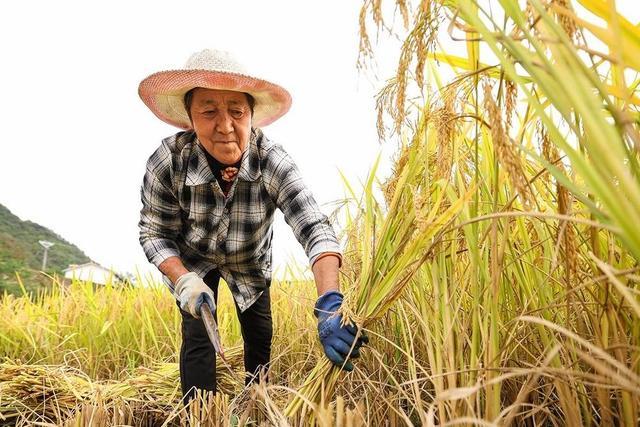 青川县建峰镇马村村民满怀喜悦,收割成熟的稻谷。