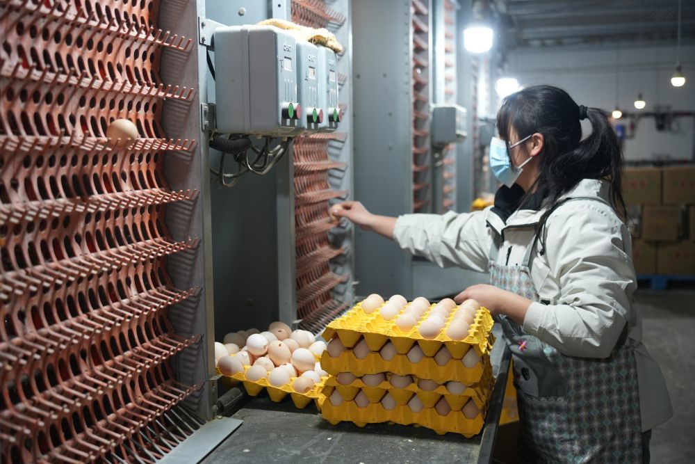 工作人员正在分拣鸡蛋。新华社记者 田金文 摄