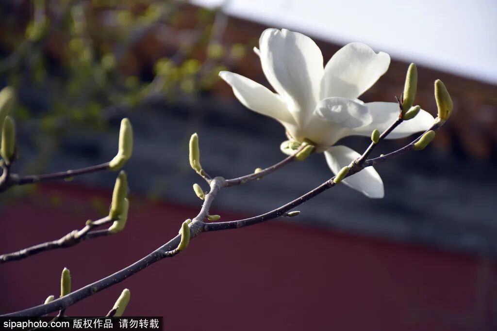 景山公园春花怒放登山赏花尽享春意