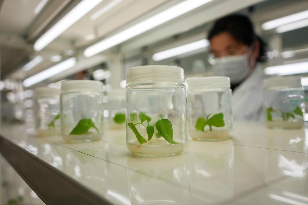 4月1日，寿光蔬菜种质资源库的工作人员在组织培养室工作。