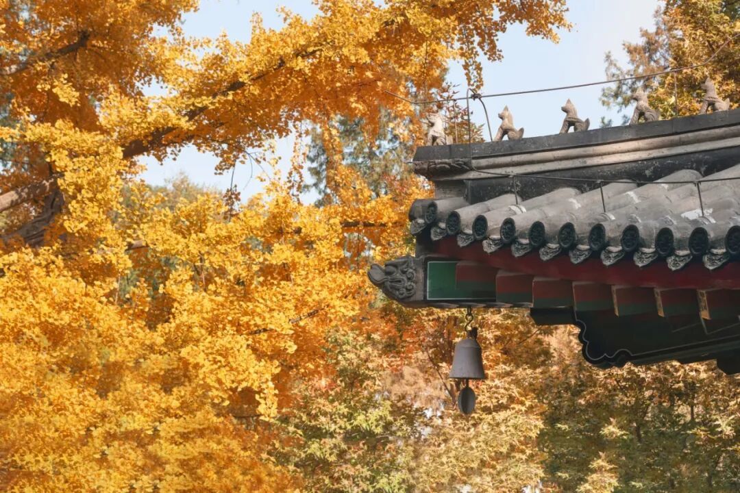 摄图网_501788670_北京香山公园枫叶_(企业商用).jpg
