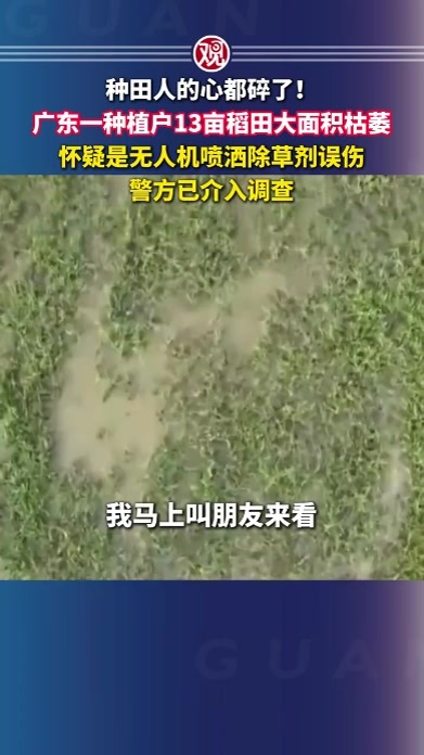 种田人的心都碎了！广东一种植户13亩稻田大面积枯萎，怀疑是无人机喷洒除草剂误伤，警方已介入调查