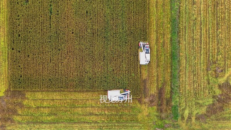 9月28日，吴中区横泾街道林渡暖村，早熟水稻迎来收割季。空中俯瞰，田块黄绿交织，农机在田间留下整齐作业轨迹。现代化农机高效作业替代传统人工，田间一派抢收丰收景象，绘就江南乡村秋收画卷。