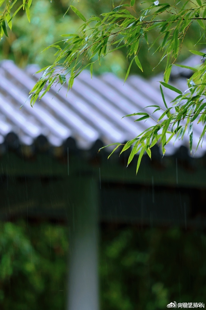 #你早,无锡# 细雨漫过鼋头渚江南兰苑，青瓦滴响，翠竹含烟~#行摄无