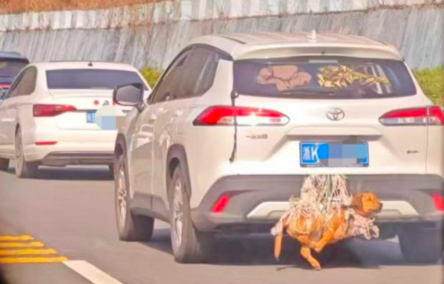 ▲2月22日,小羊拍到的处境危险的狗