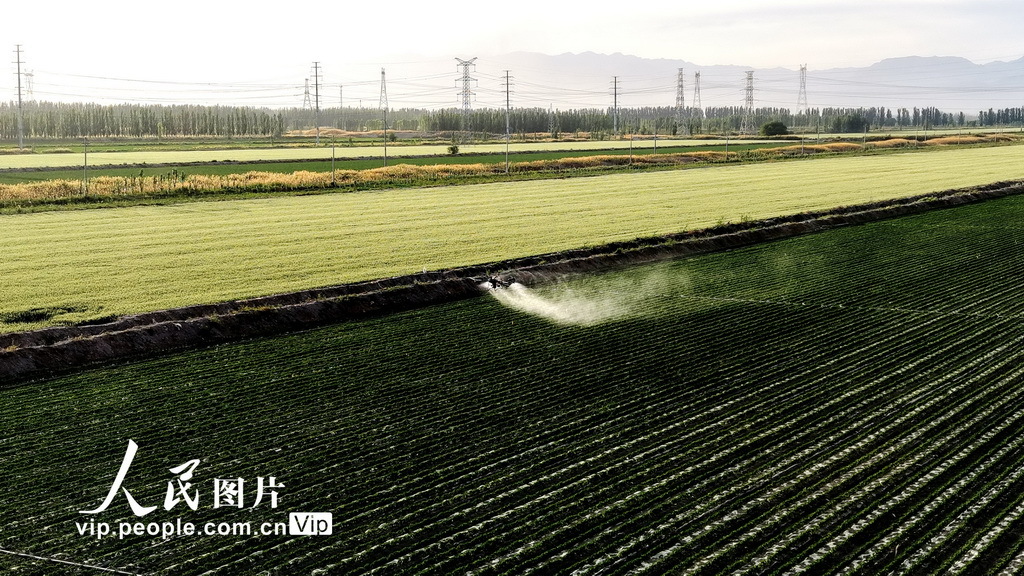 5月19日,新疆生产建设兵团第二师二十二团七连,职工操控植保无人机进行辣椒叶面肥喷洒作业。近年来,新疆生产建设兵团第二师二十二团依托当地日照充足、昼夜温差大的优势,大力推进智慧农业建设。如今,智慧农业已覆盖该团种植的小麦、辣椒、番茄等主要作物,有效降低农业生产成本,提高种植户的收入。