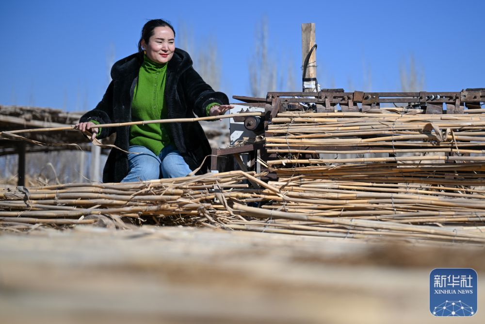 ↑ 在新疆和田地区墨玉县碧玉农产品农民专业合作社，农户在制作高立式沙障（1月10日摄）。