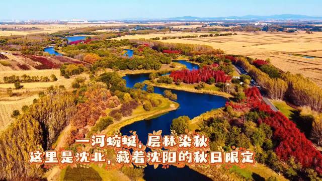 #辽宁秋日限定浪漫# 【蒲秀路的枫叶，如期赴约，欢迎共赏秋日美景！】