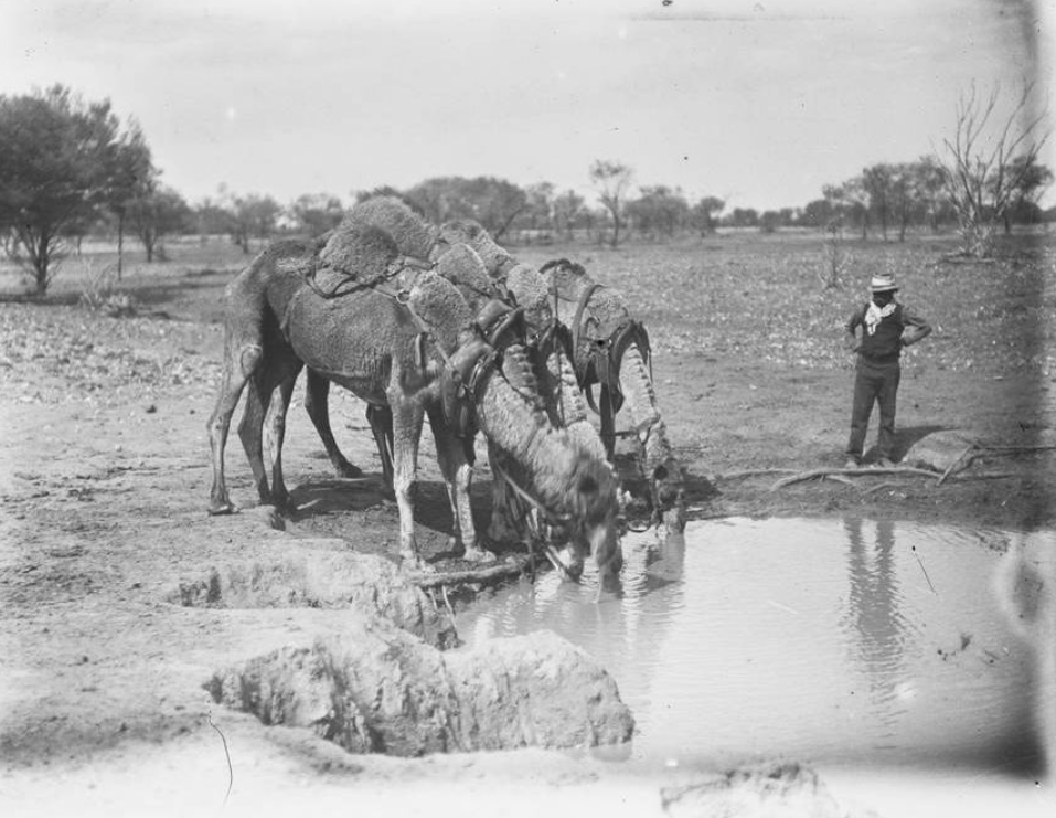 1920年澳大利亚中部,骆驼饮水 图/澳大利亚国家博物馆