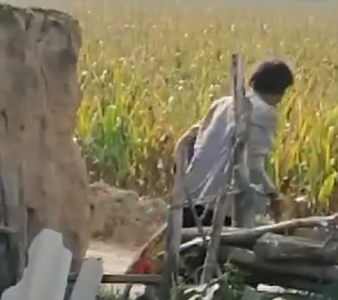 ▲受害人姬某利拍摄的姑姑偷取玉米的画面