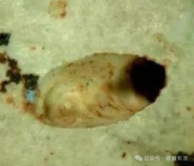 显微图（小孔肉眼确实不成察觉）