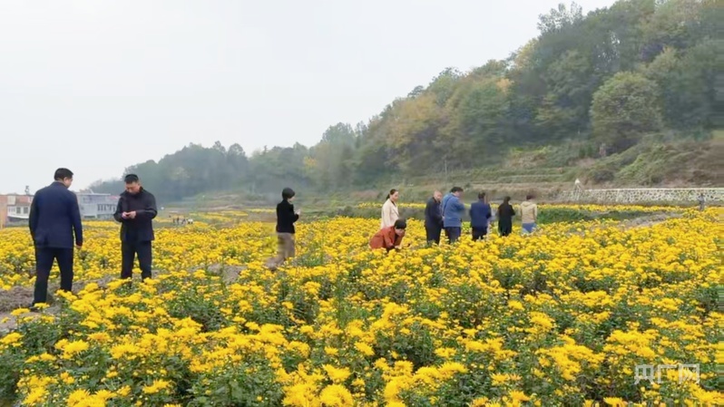 汉阴县五一村金丝皇菊种植基地内菊花盛放，吸引游客驻足观赏（央广网发 文婷 摄）