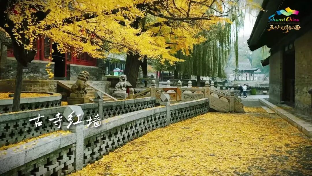 06_古寺银杏_满地金黄.jpg