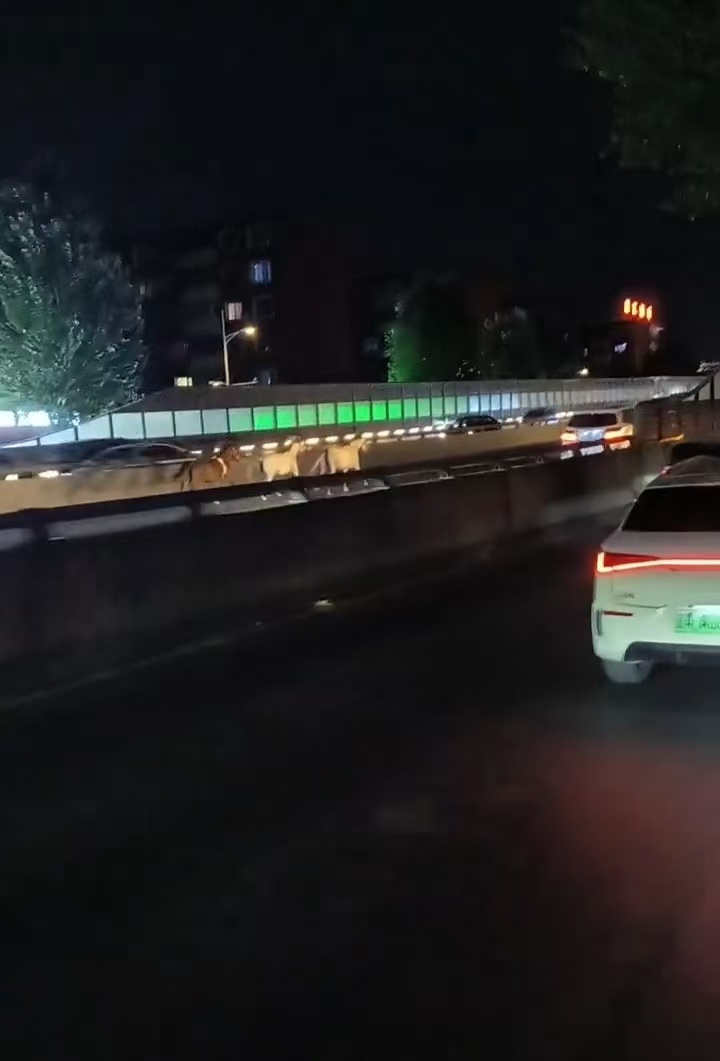 三匹马跑上高架桥(视频截图)
