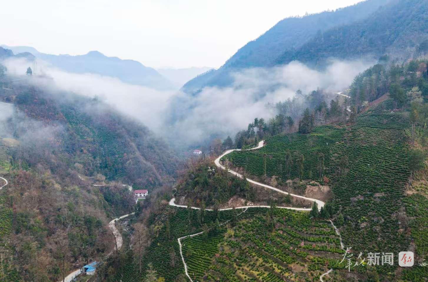薄雾笼罩下的镇安县达仁镇象园茶山。通讯员 倪方海摄