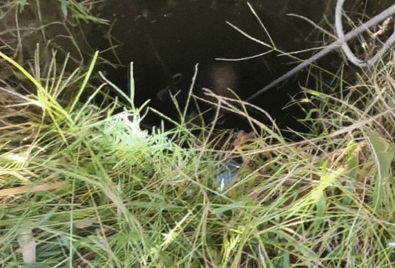 GIF2.gif