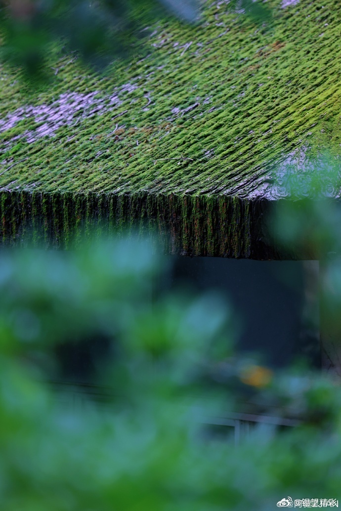 #你早,无锡# 细雨漫过鼋头渚江南兰苑，青瓦滴响，翠竹含烟~#行摄无