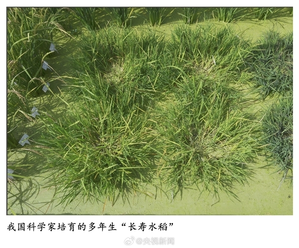 种一次能连续收割!我国科学家培育出多年生“长寿水稻”