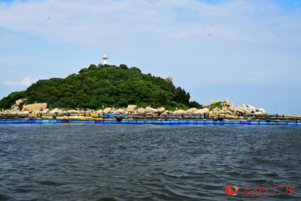 在柘林湾近岸海域,过去密集的木质渔排逐渐退场,新型环保塑胶网箱不断铺开。人民网 杨健楠摄