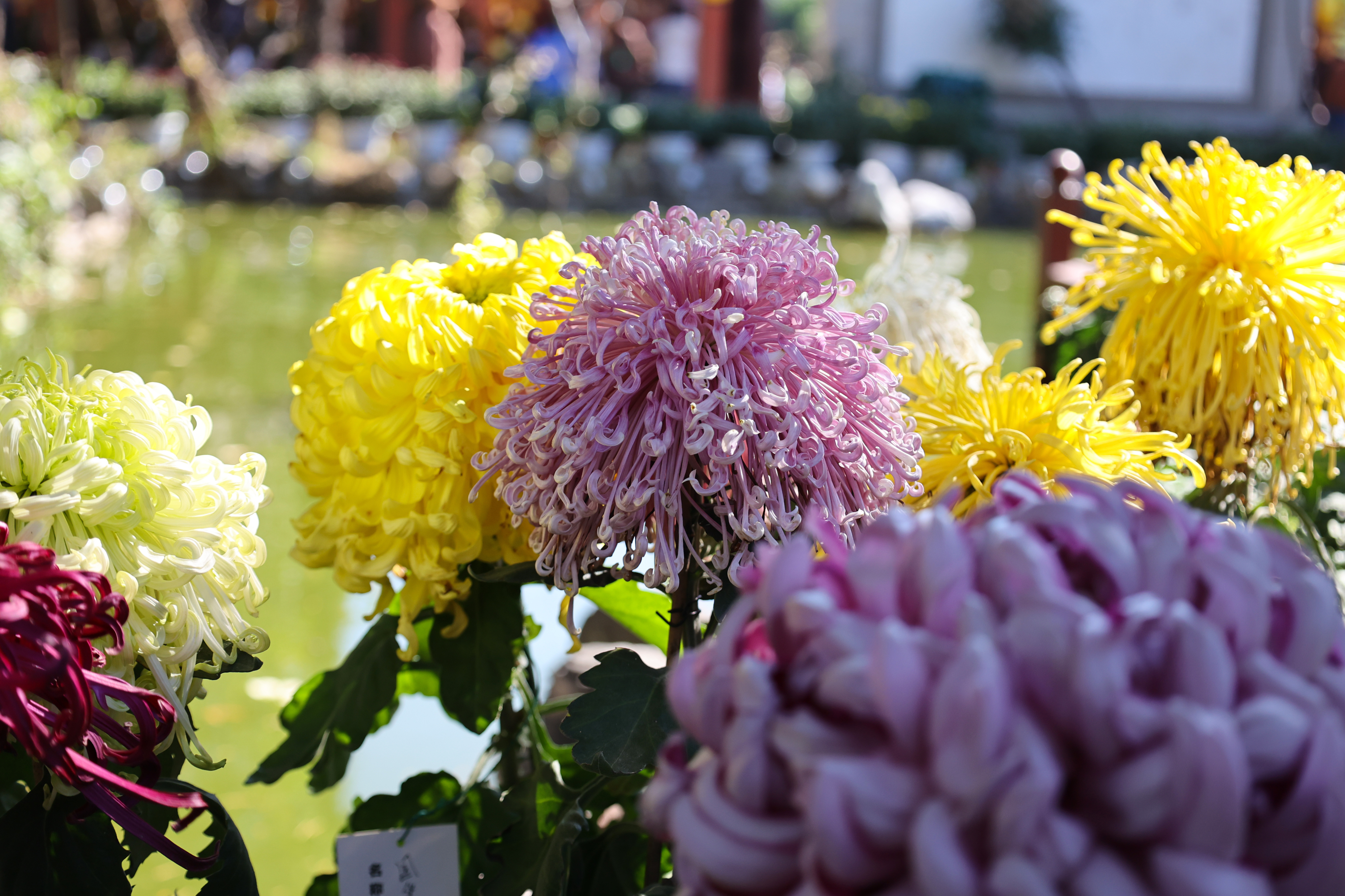 #金秋开封治愈感拉满# 【菊花开 引客来】#开封赏菊正当时##一城宋