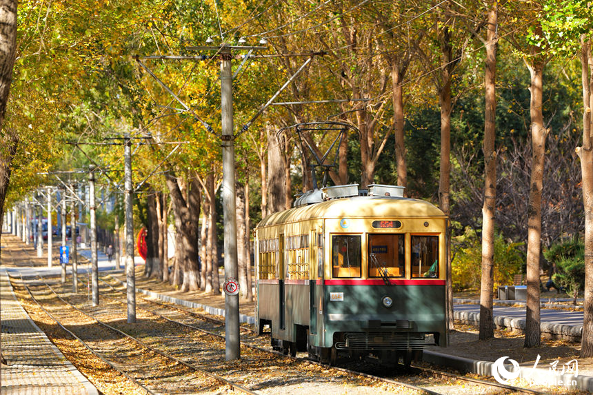 长春市54路有轨电车落叶景观街区秋景如画。人民网记者 李洋摄