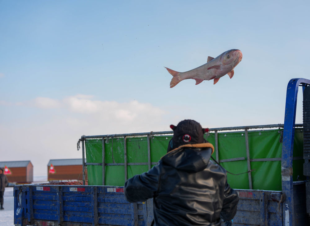 今年1月7日，在吉林省松原市，渔民将刚捕捞的大鱼装进车里。新华社记者 颜麟蕴 摄